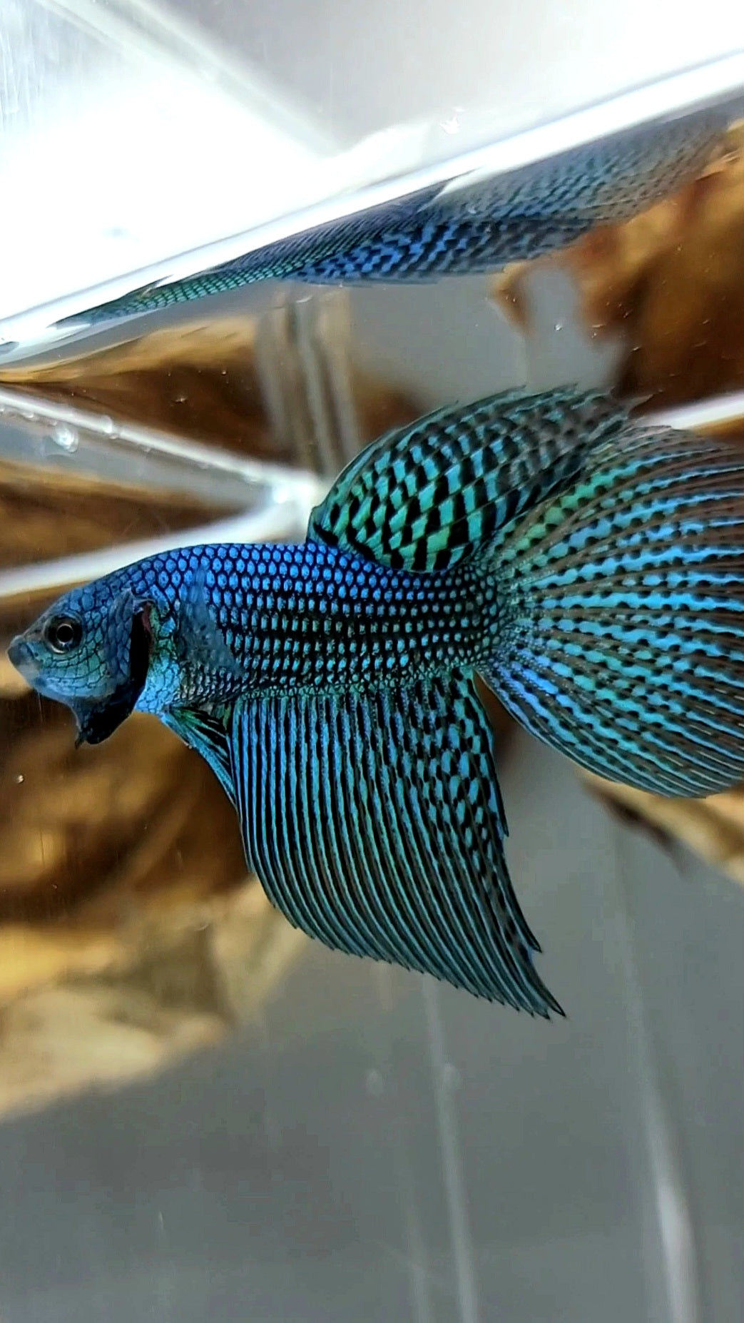 LONGFIN HALFMOON ALIEN BLUE GREEN WILD BETTA HYBRID SUPER PREMIUM RARE BETTA FISH