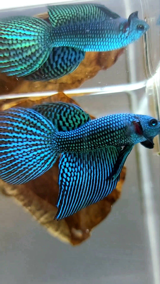 LONGFIN HALFMOON ALIEN BLUE GREEN WILD BETTA HYBRID SUPER PREMIUM RARE BETTA FISH