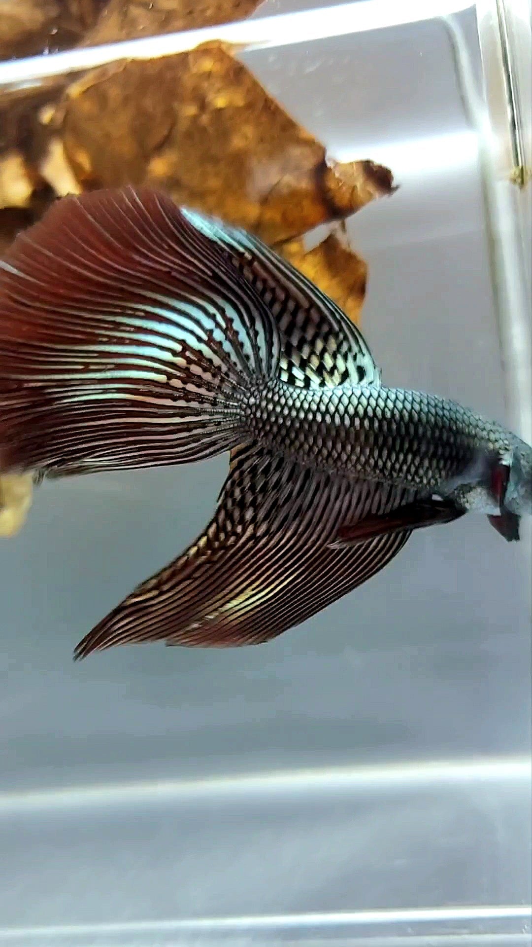 XL LONGFIN DELTA TAIL ALIEN COPPER WILD BETTA HYBRID SUPER PREMIUM RARE BETTA FISH