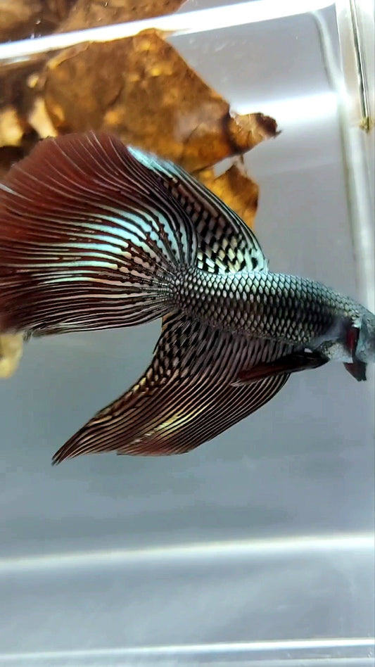 XL LONGFIN DELTA TAIL ALIEN COPPER WILD BETTA HYBRID SUPER PREMIUM RARE BETTA FISH
