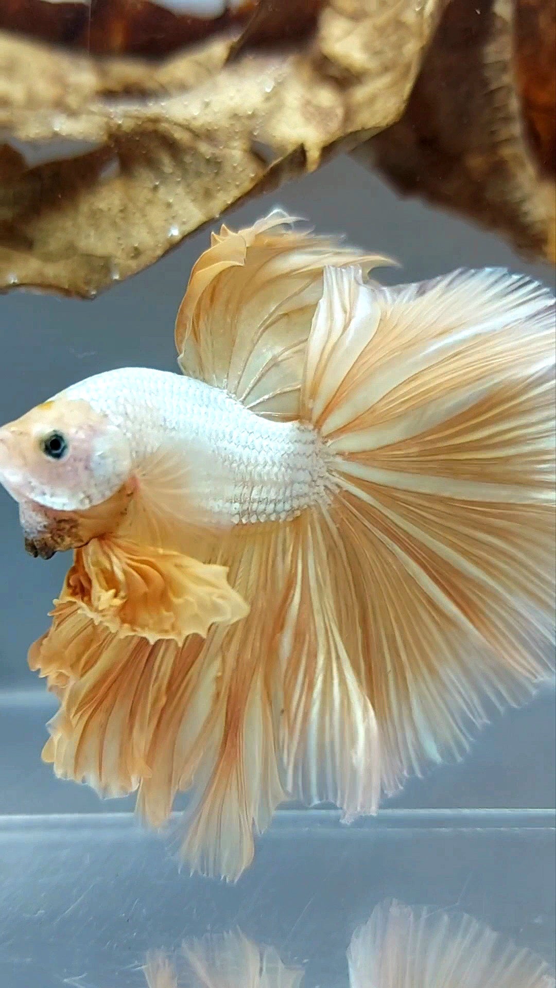 XL HALFMOON OVERTAIL ROSETAIL YELLOW GOLD DRAGON SUPER PREMIUM RARE BETTA FISH