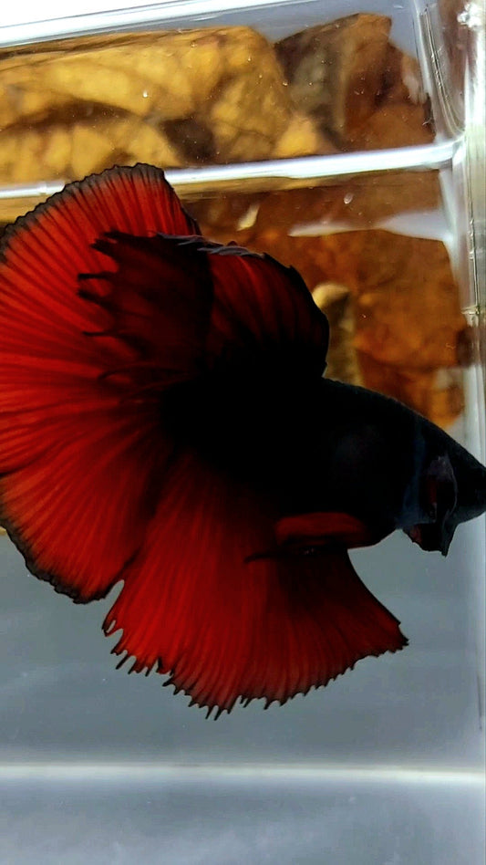 HALFMOON ROSETAIL BLACK RED VAMPIRE BICOLOR SUPER RARE BETTA FISH