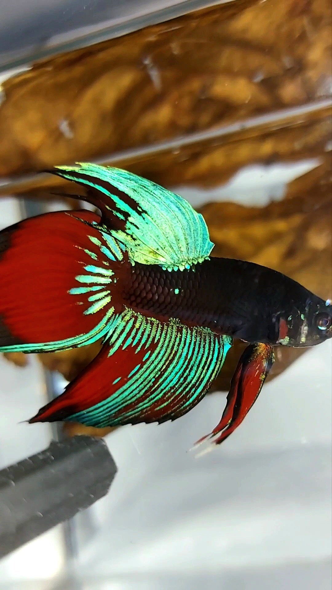 XL VEILTAIL BLACK GALAXY AVATAR SAPPHIRE SUPER PREMIUM RARE BETTA FISH