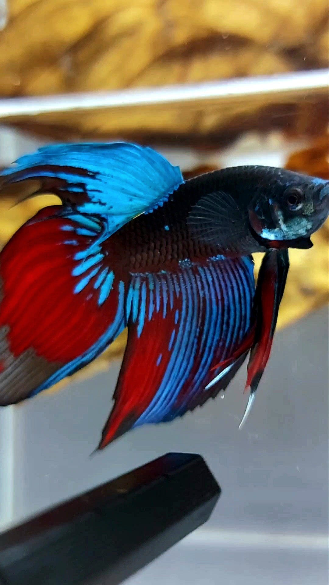 XL VEILTAIL BLACK GALAXY AVATAR SAPPHIRE SUPER PREMIUM RARE BETTA FISH