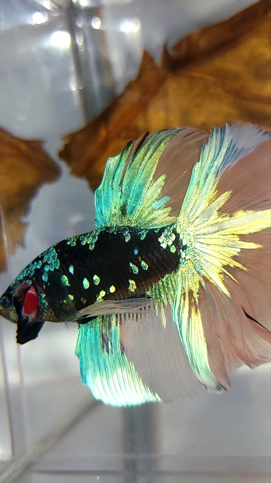 "GOBLIN" HALFMOON ROSETAIL BLACK GALAXY BLUE GREEN AVATAR YELLOW SUPER RARE BETTA FISH