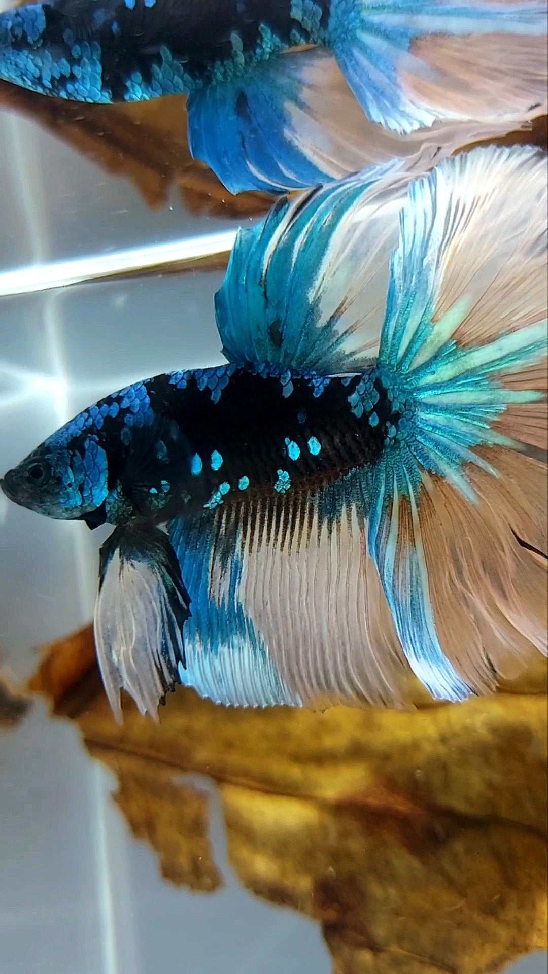 "GOBLIN" HALFMOON ROSETAIL BLACK GALAXY BLUE GREEN AVATAR YELLOW SUPER RARE BETTA FISH