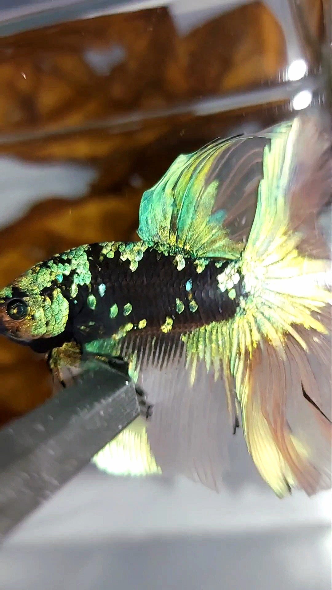 "GOBLIN" HALFMOON ROSETAIL BLACK GALAXY BLUE GREEN AVATAR YELLOW SUPER RARE BETTA FISH
