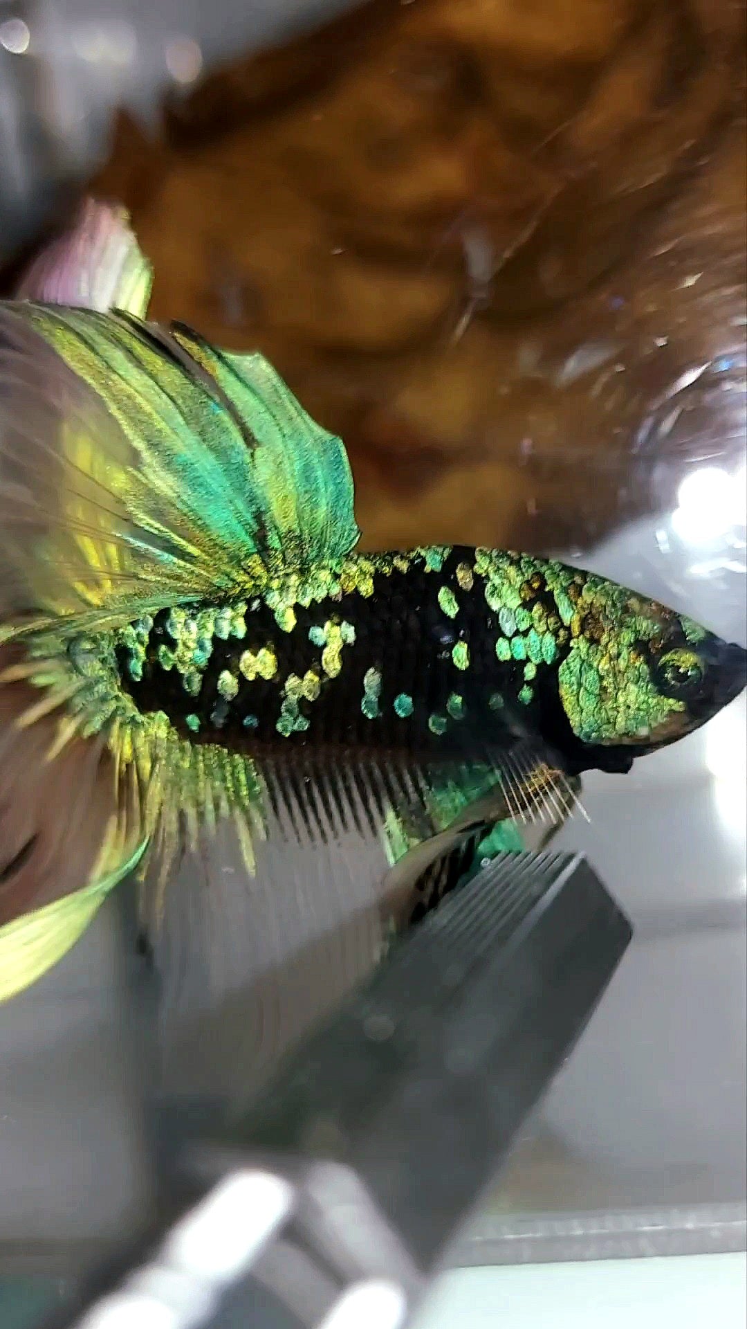 "GOBLIN" HALFMOON ROSETAIL BLACK GALAXY BLUE GREEN AVATAR YELLOW SUPER RARE BETTA FISH