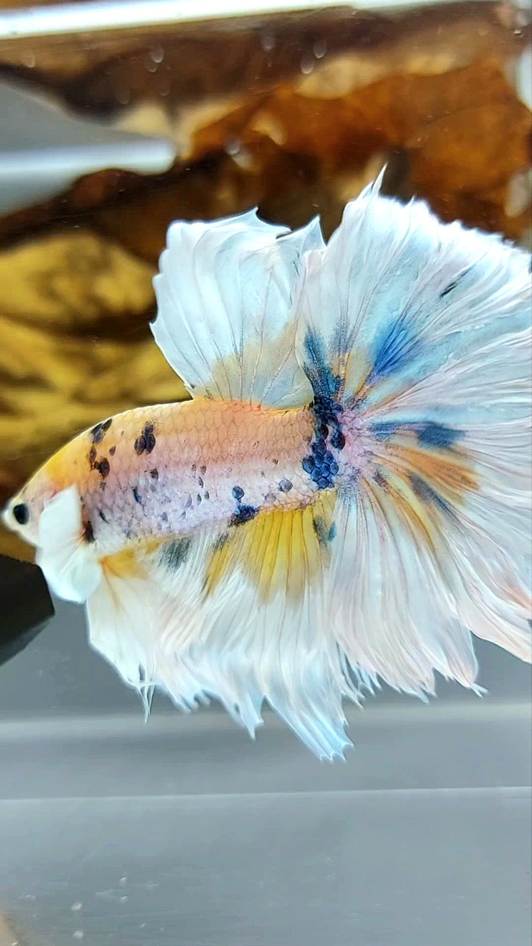 HALFMOON DUMBO EAR YELLOW CANDY MARBLE MULTICOLOR SUPER PREMIUM RARE BETTA FISH