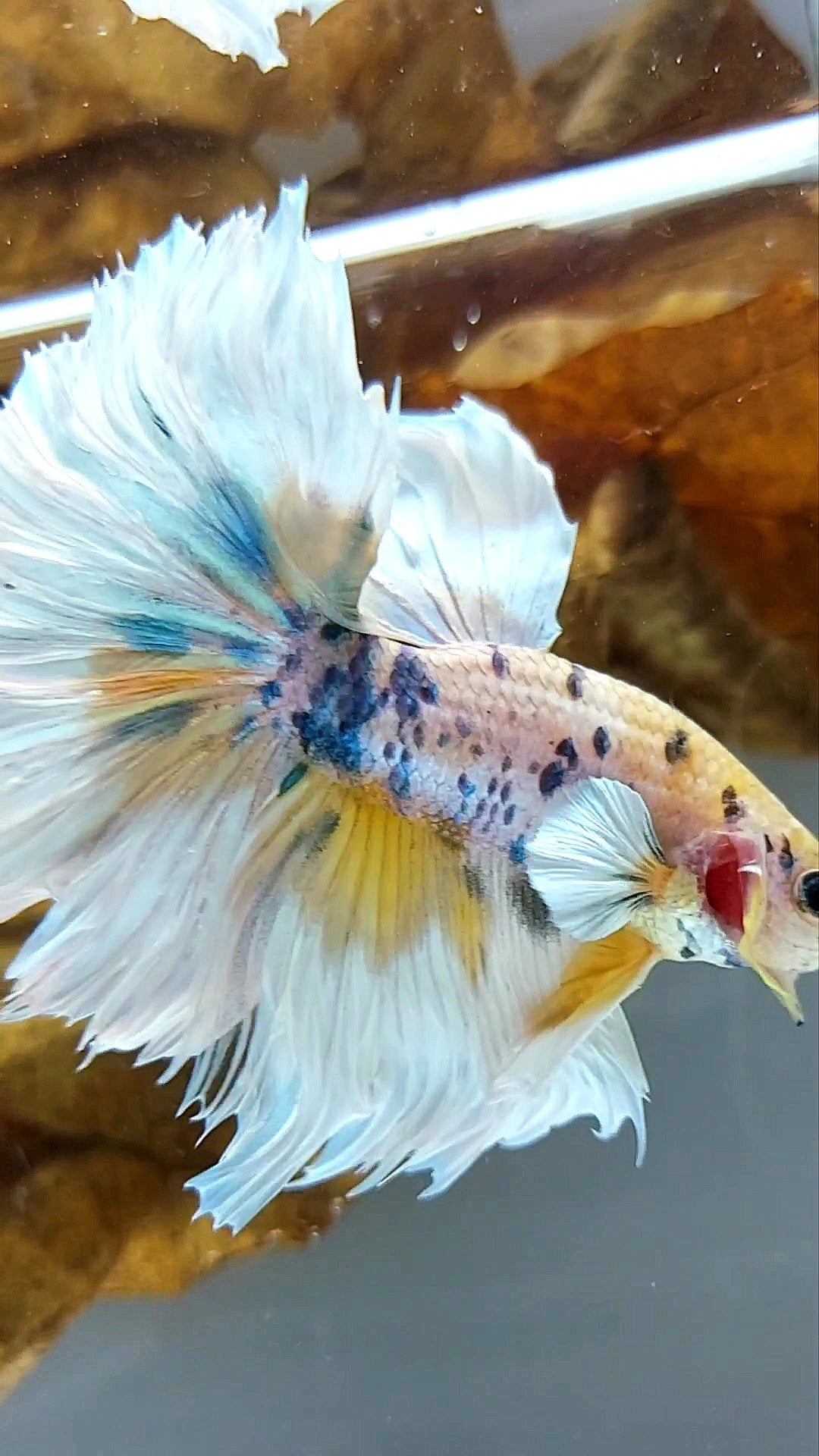 HALFMOON DUMBO EAR YELLOW CANDY MARBLE MULTICOLOR SUPER PREMIUM RARE BETTA FISH