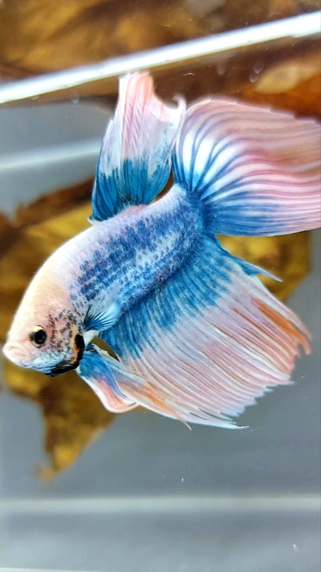 VEILTAIL ORANGE MASCOT BETTA FISH