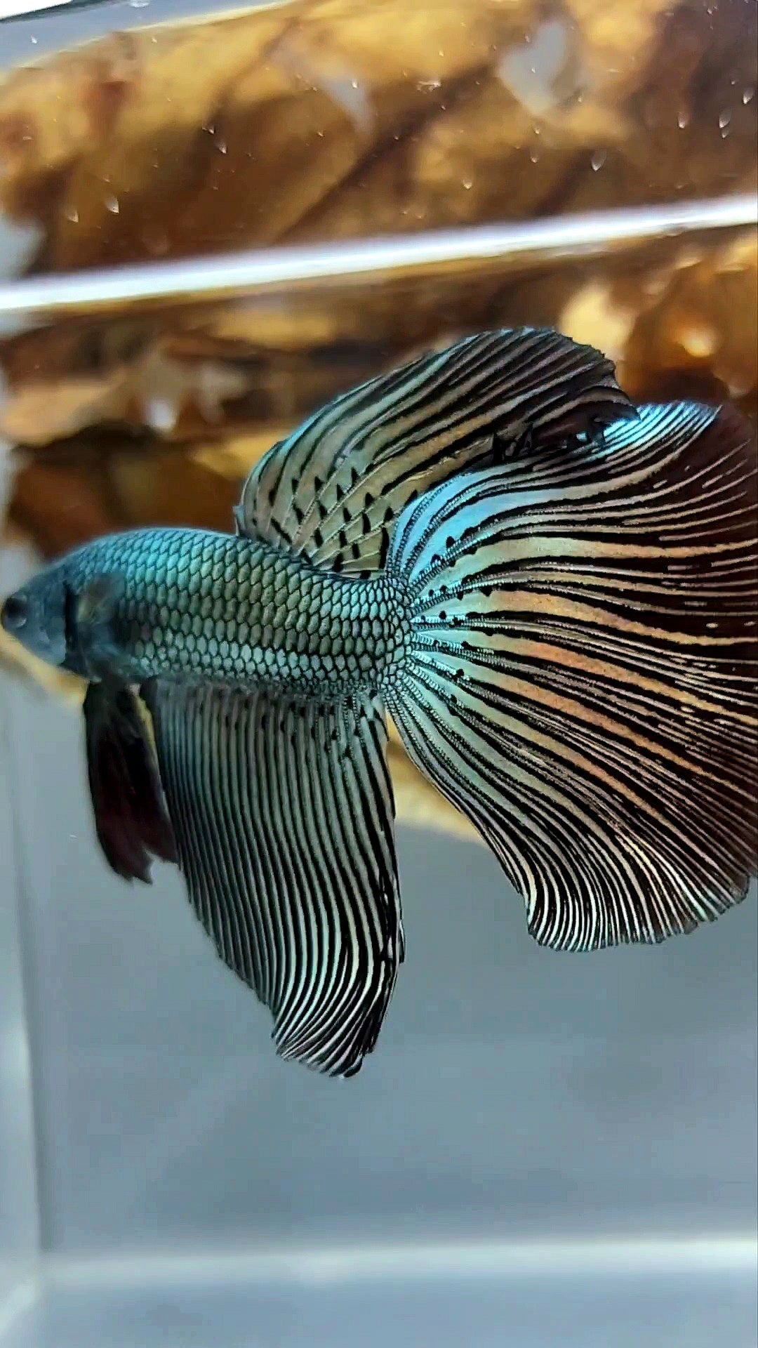 XL LONGFIN DELTA ALIEN COPPER WILD BETTA HYBRID SUPER PREMIUM RARE BETTA FISH