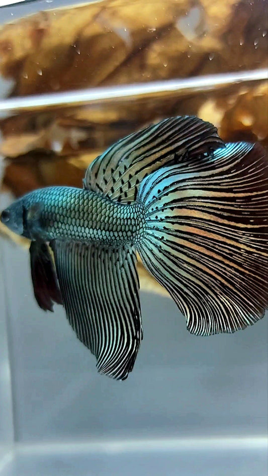 XL LONGFIN DELTA ALIEN COPPER WILD BETTA HYBRID SUPER PREMIUM RARE BETTA FISH