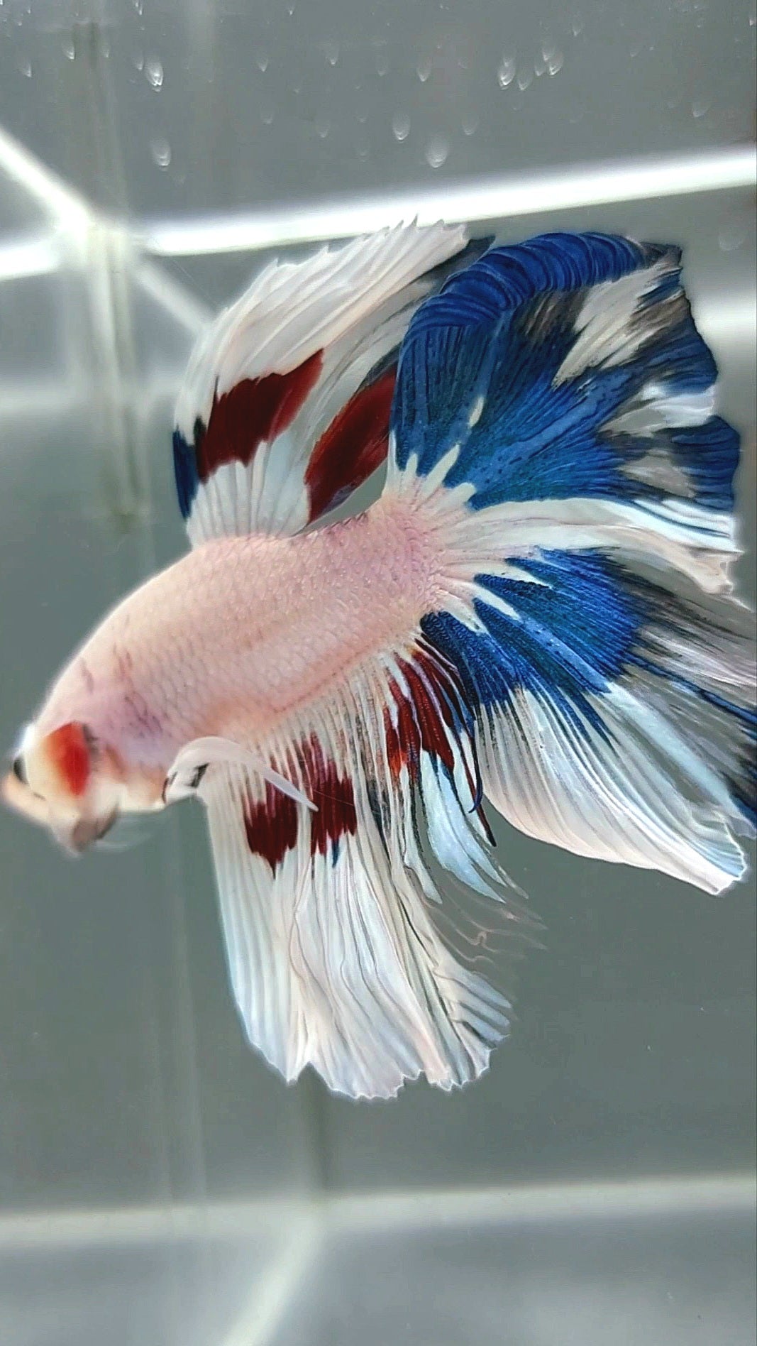 HALFMOON ROSETAIL WHITE FANCY MULTICOLOR RARE BETTA FISH