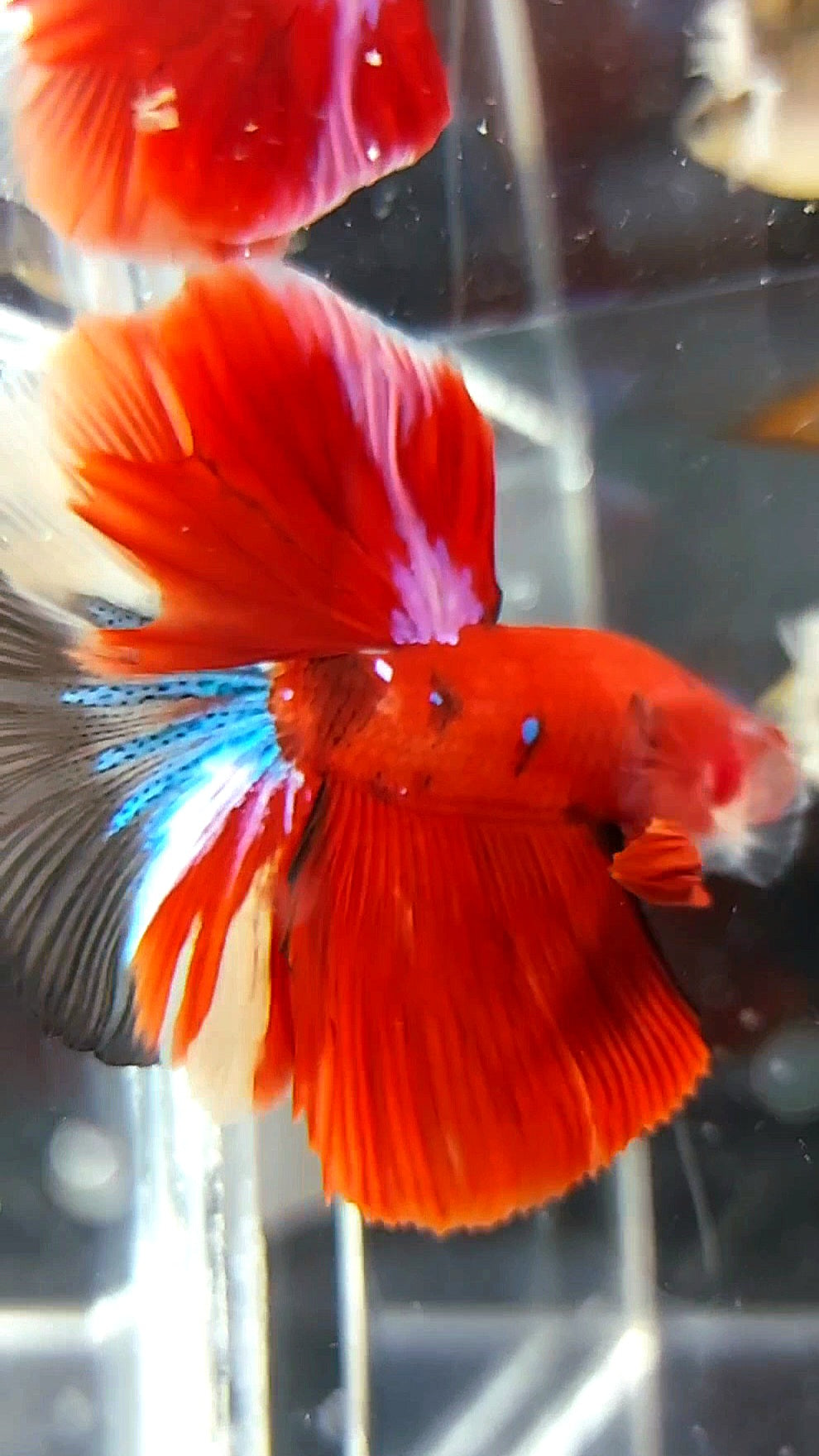 HALFMOON ROSETAIL RED KOI GALAXY MULTICOLOR BETTA FISH