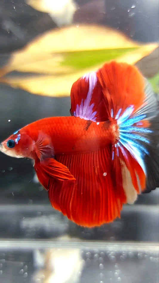 HALFMOON ROSETAIL RED KOI GALAXY MULTICOLOR BETTA FISH