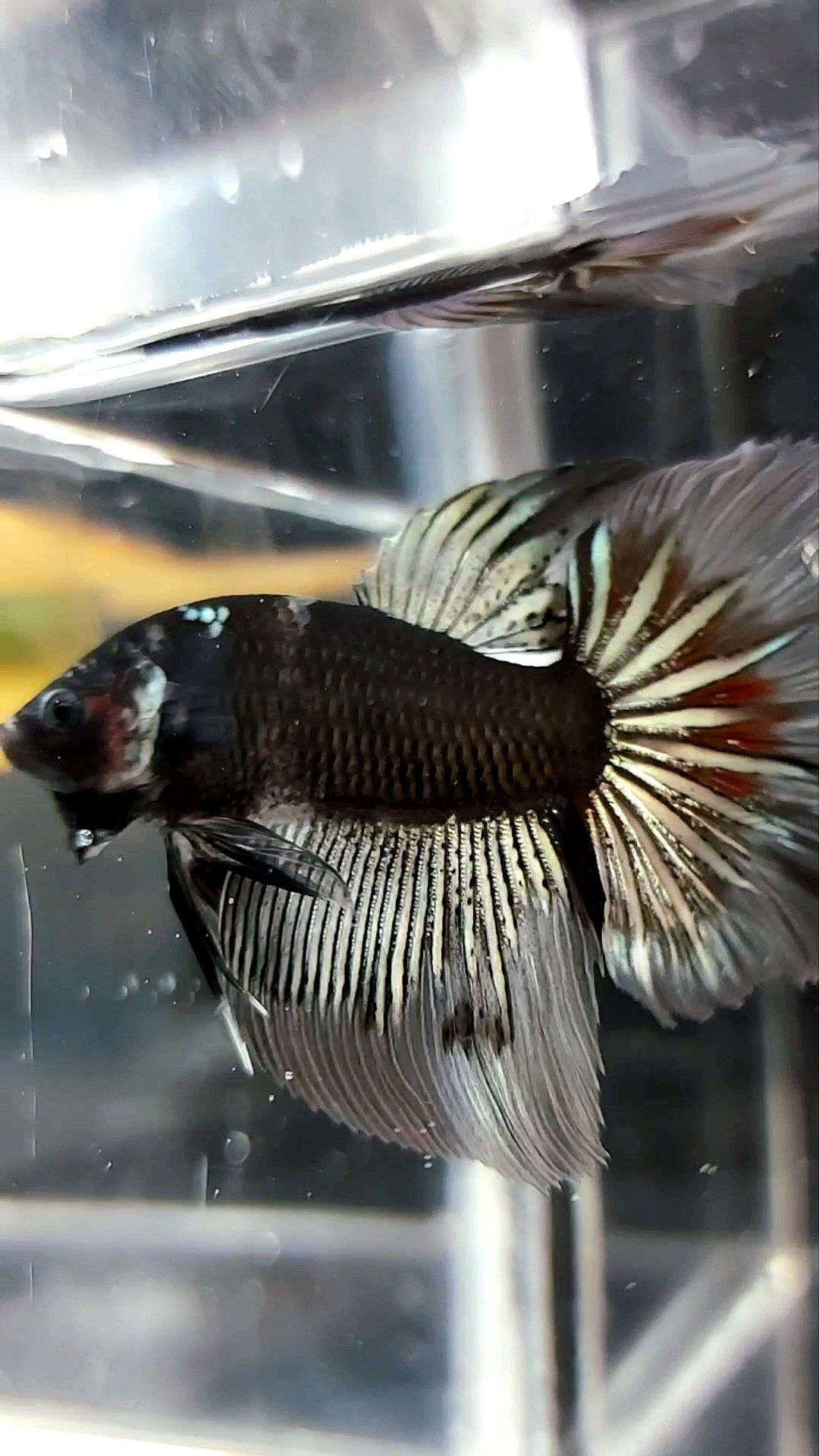 HALFMOON STARTAIL BLACK SERIES AVATAR COPPER BETTA FISH
