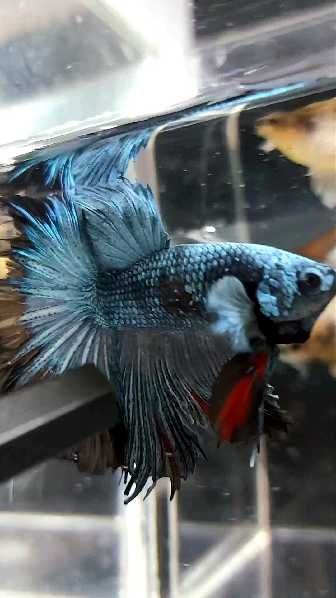 HALFMOON ROSETAIL BLUE BLACK SERIES AVATAR BETTA FISH