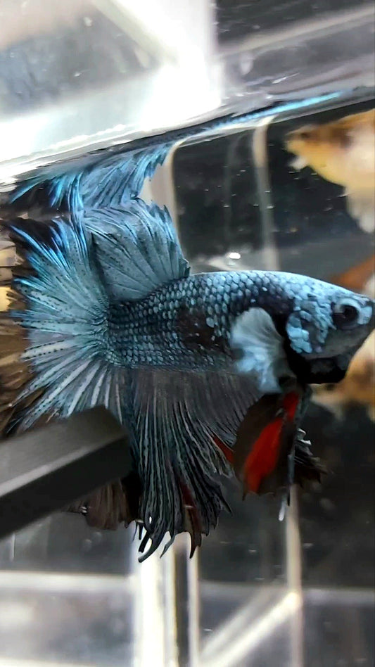 HALFMOON ROSETAIL BLUE BLACK SERIES AVATAR BETTA FISH