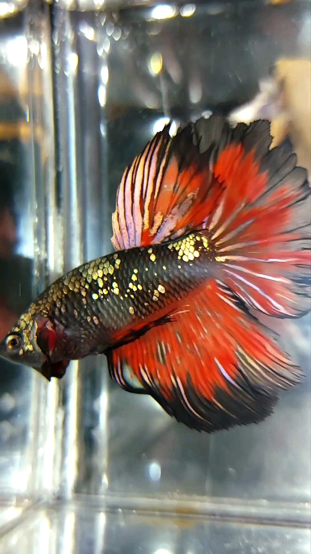 HALFMOON BLACK STAR GALAXY AVATAR COPPER GOLD RED FIRE PREMIUM BETTA FISH