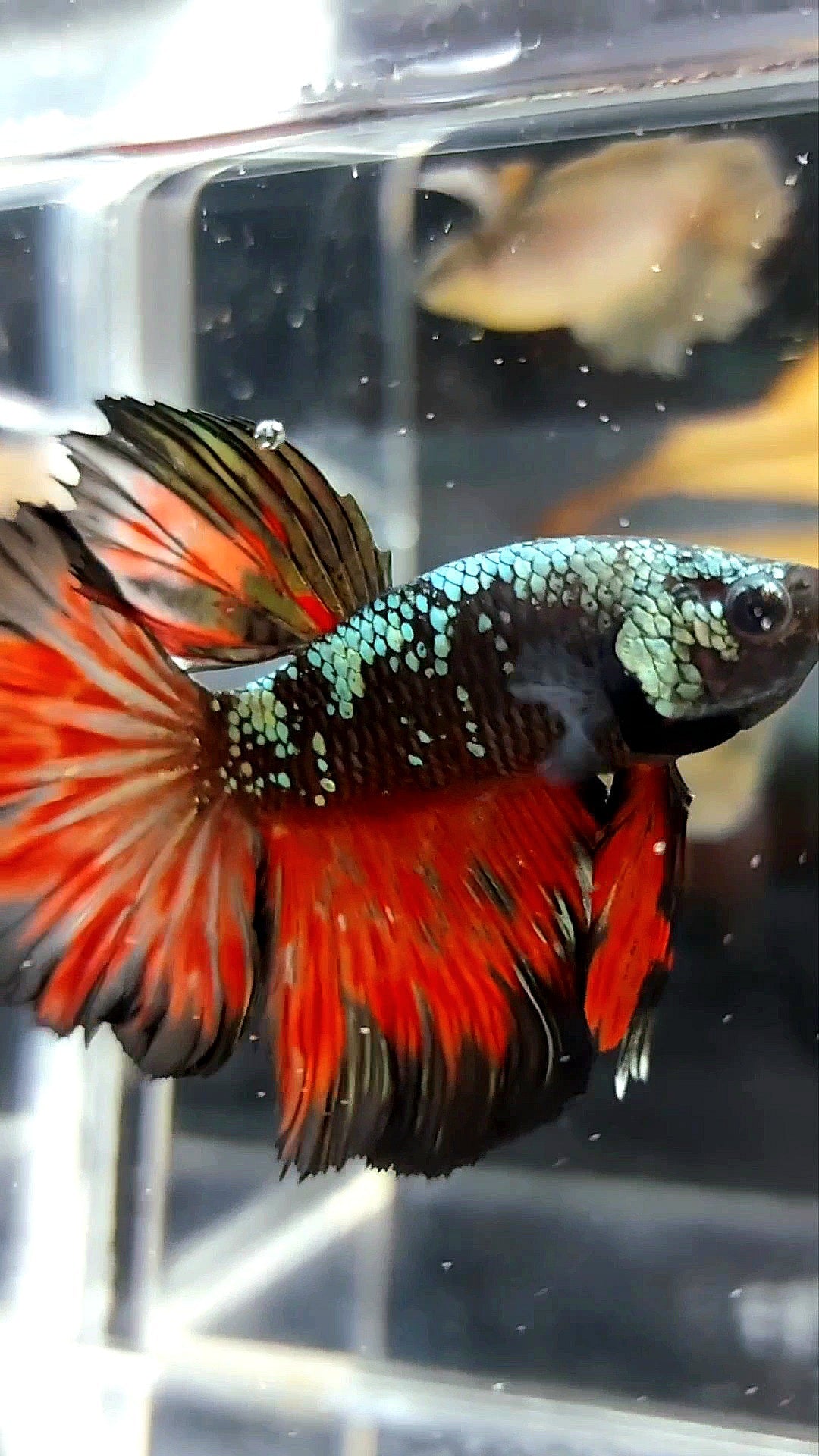 HALFMOON BLACK STAR GALAXY AVATAR COPPER GOLD RED FIRE PREMIUM BETTA FISH