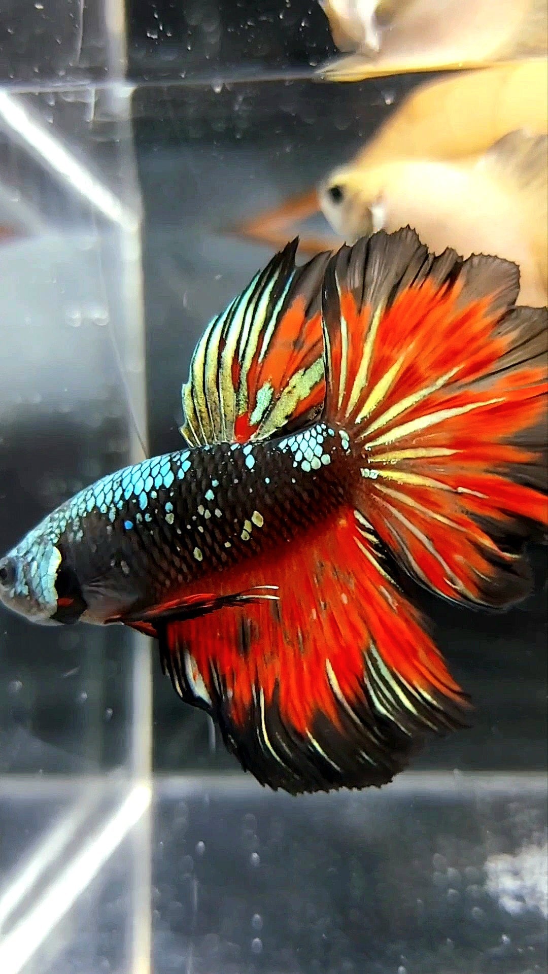 HALFMOON BLACK STAR GALAXY AVATAR COPPER GOLD RED FIRE PREMIUM BETTA FISH