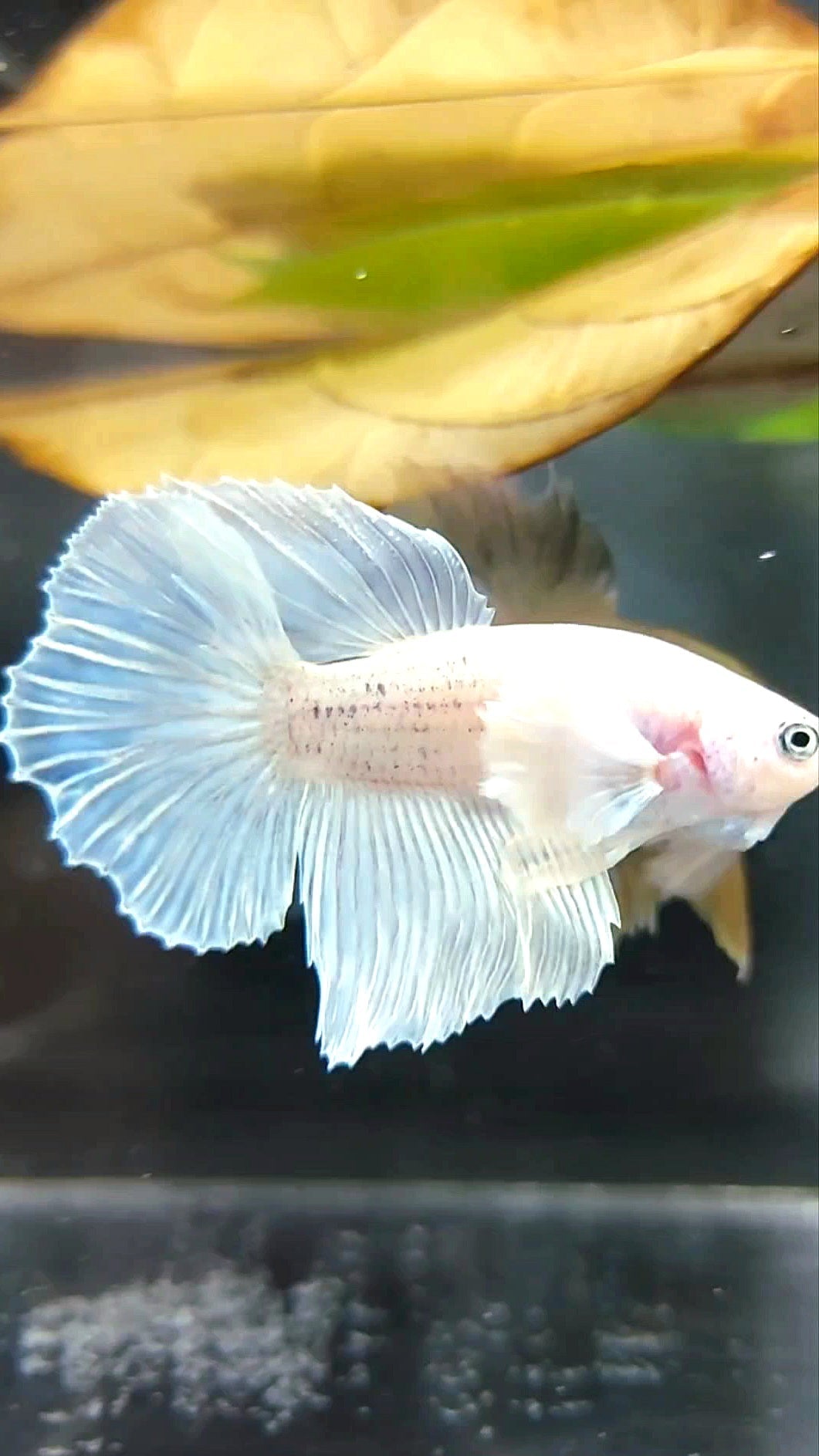 HALFMOON DUMBO EAR WHITE OPAQUE BETTA FISH