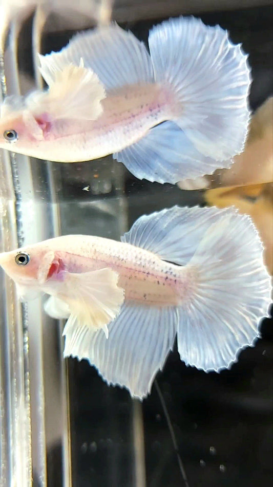 HALFMOON DUMBO EAR WHITE OPAQUE BETTA FISH