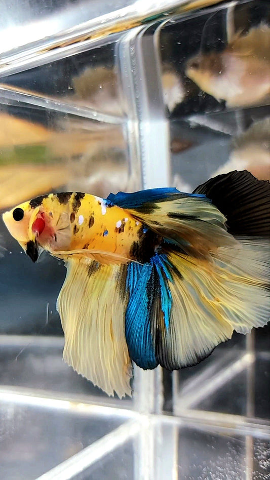 HALFMOON YELLOW KOI GALAXY MULTICOLOR BETTA FISH