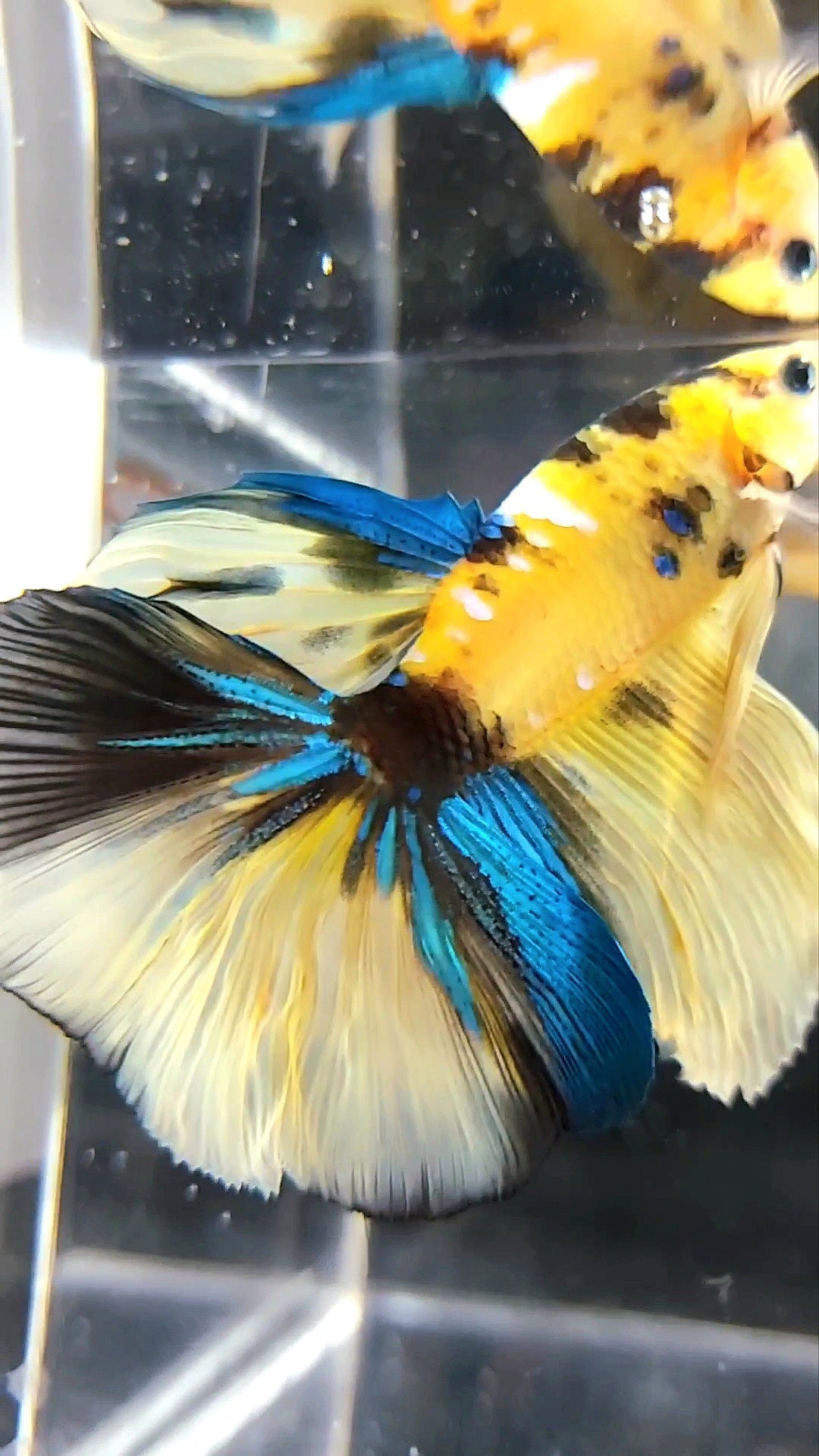 HALFMOON YELLOW KOI GALAXY MULTICOLOR BETTA FISH