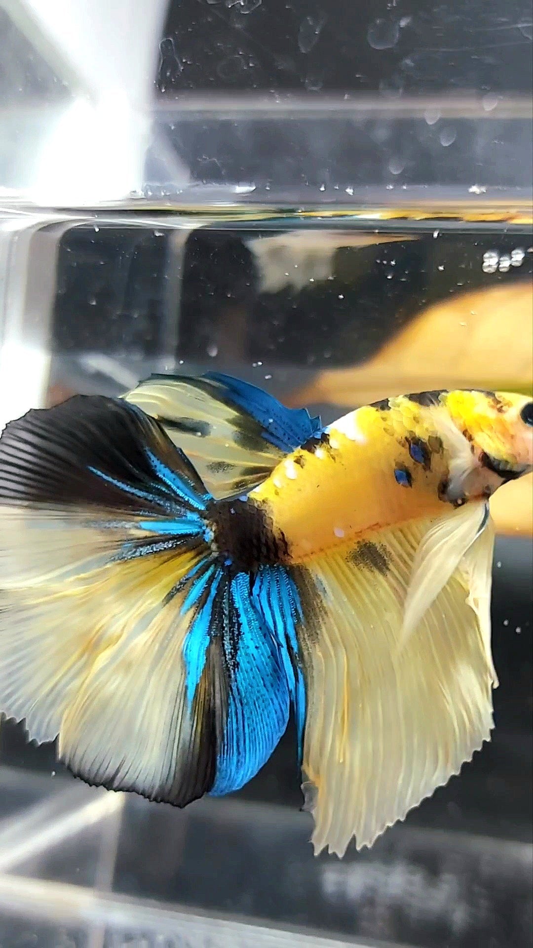 HALFMOON YELLOW KOI GALAXY MULTICOLOR BETTA FISH