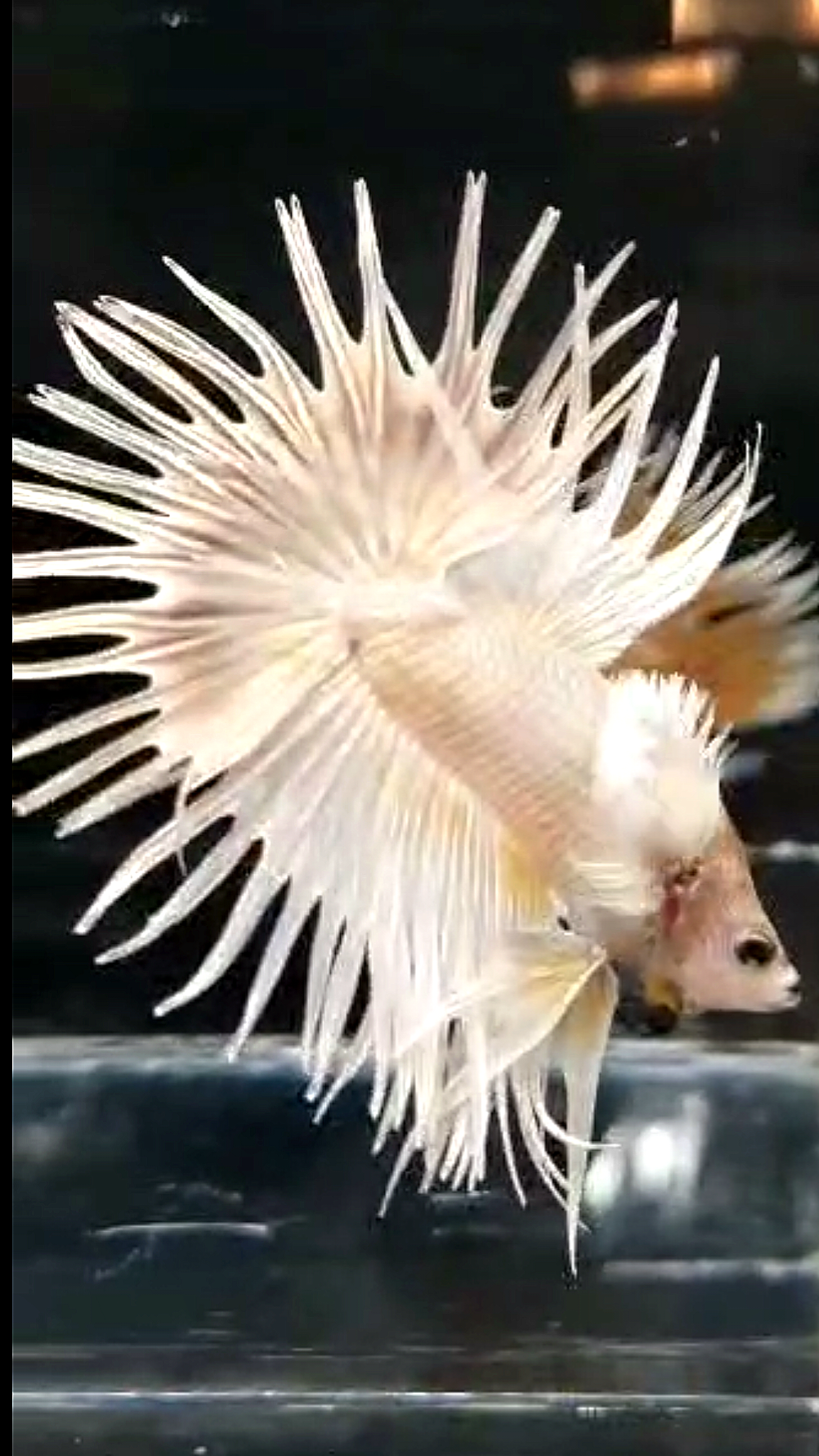 LUXURY CROWNTAIL DUMBO EAR WHITE PLATINUM BETTA FISH