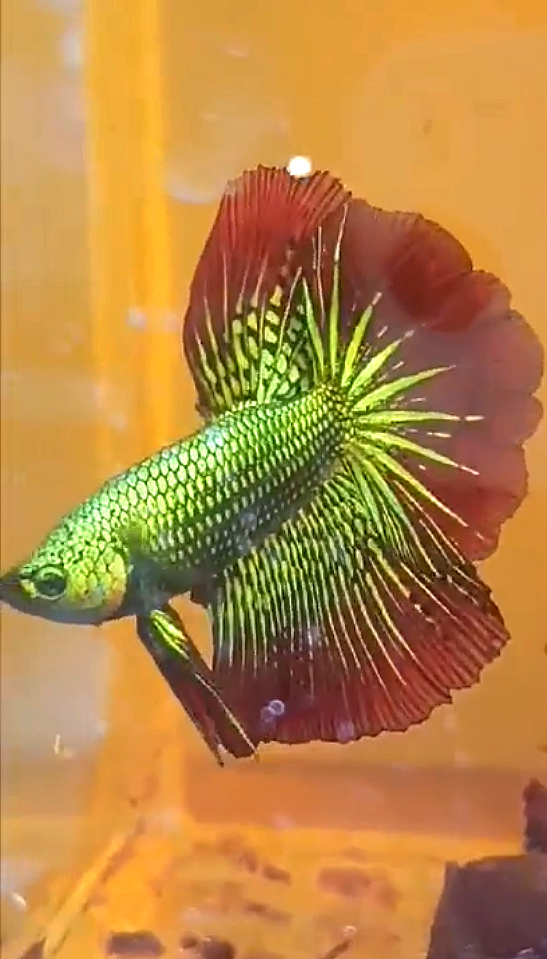 LUXURY HALFMOON ROSETAIL GREEN ALIEN HYBRID WILD BETTA FISH