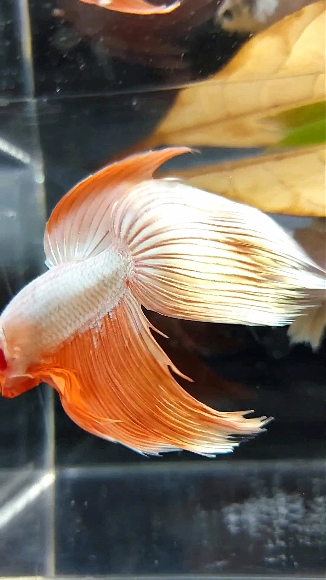 XL VEILTAIL ORANGE PEACH PREMIUM BETTA FISH