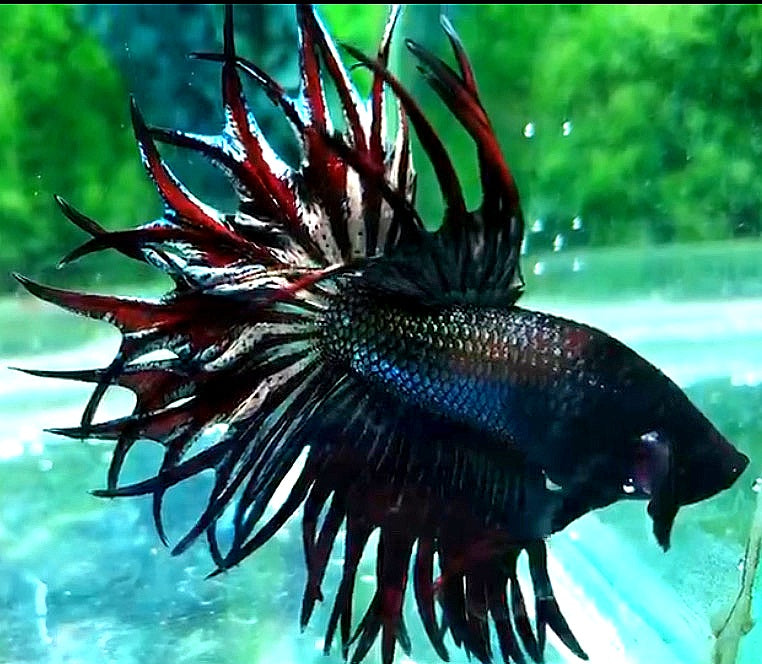 LUXURY KING CROWNTAIL COPPER VAMPIRE BETTA FISH