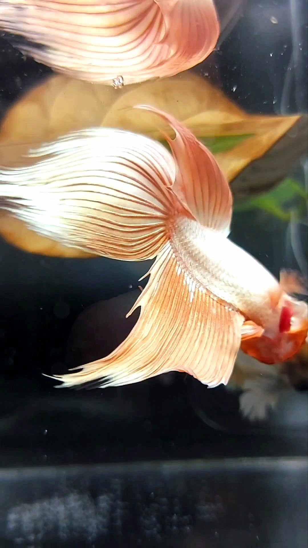 XL VEILTAIL ORANGE PEACH PREMIUM BETTA FISH