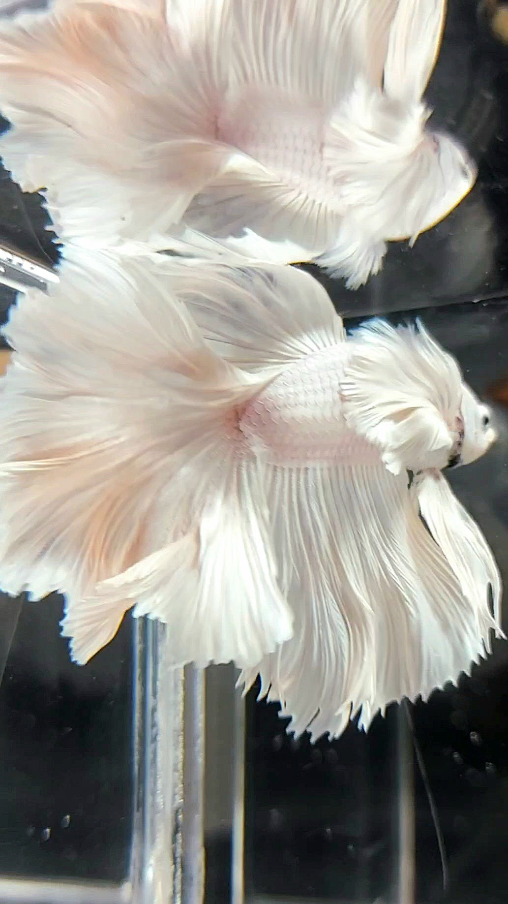 XL "PEGASUS" HALFMOON ROSETAIL SUPER DUMBO EAR WHITE PLATINUM BETTA FISH