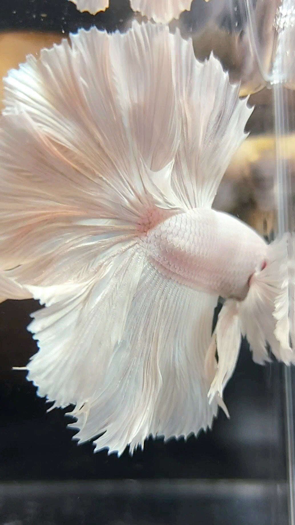 XL "PEGASUS" HALFMOON ROSETAIL SUPER DUMBO EAR WHITE PLATINUM BETTA FISH