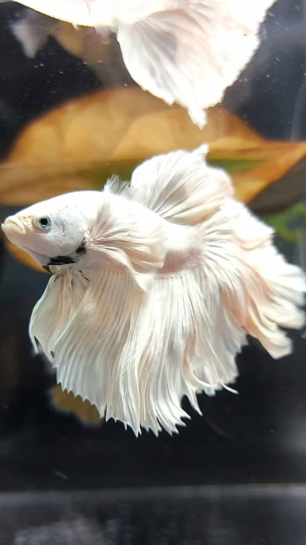 XL "PEGASUS" HALFMOON ROSETAIL SUPER DUMBO EAR WHITE PLATINUM BETTA FISH