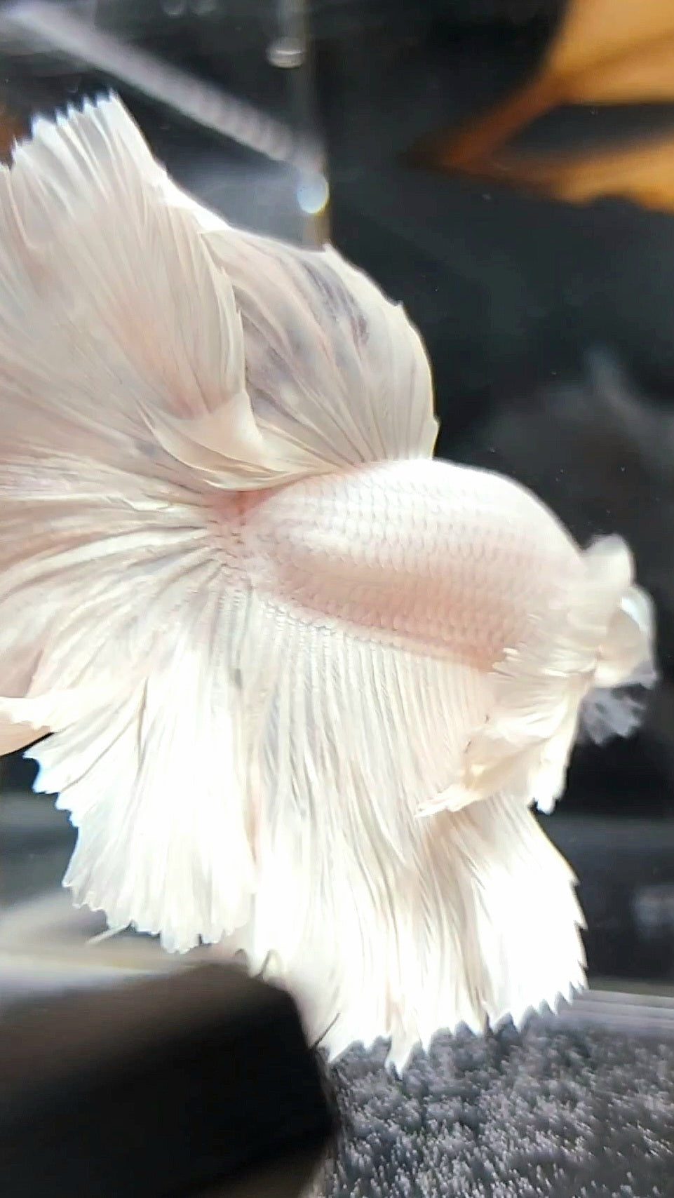 XL "PEGASUS" HALFMOON ROSETAIL SUPER DUMBO EAR WHITE PLATINUM BETTA FISH