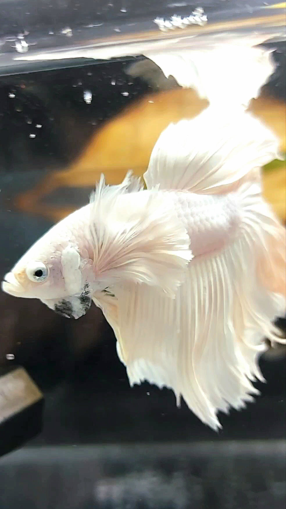XL "PEGASUS" HALFMOON ROSETAIL SUPER DUMBO EAR WHITE PLATINUM BETTA FISH