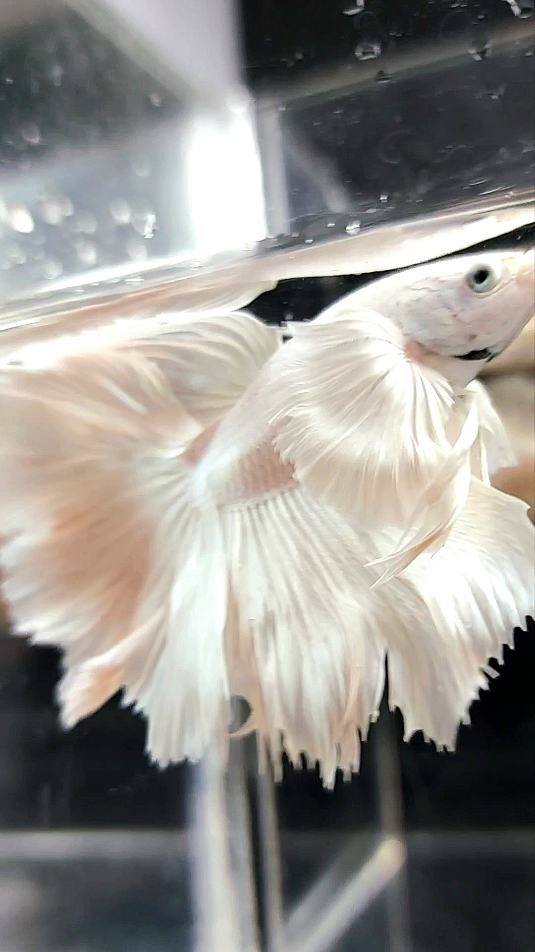 XL "PEGASUS" HALFMOON ROSETAIL SUPER DUMBO EAR WHITE PLATINUM BETTA FISH