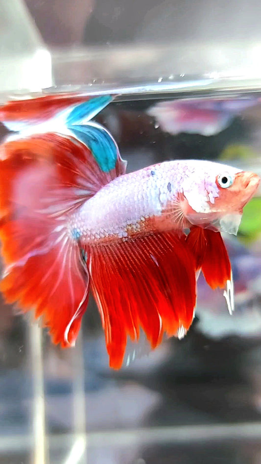 HALFMOON ROSETAIL RED PURPLE FANCY BETTA FISH