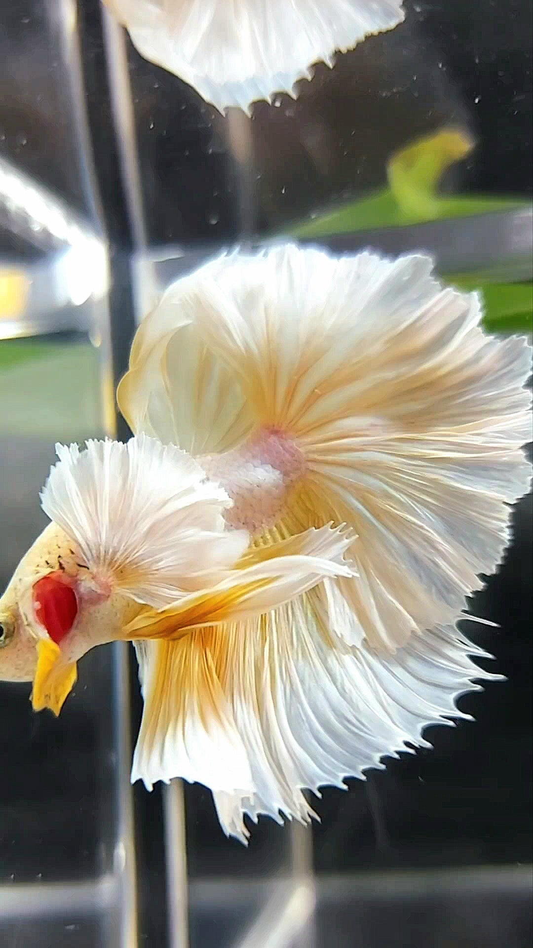 HALFMOON SUPER DUMBO EAR OVERTAIL ROSETAIL YELLOW PINEAPPLE BETTA FISH