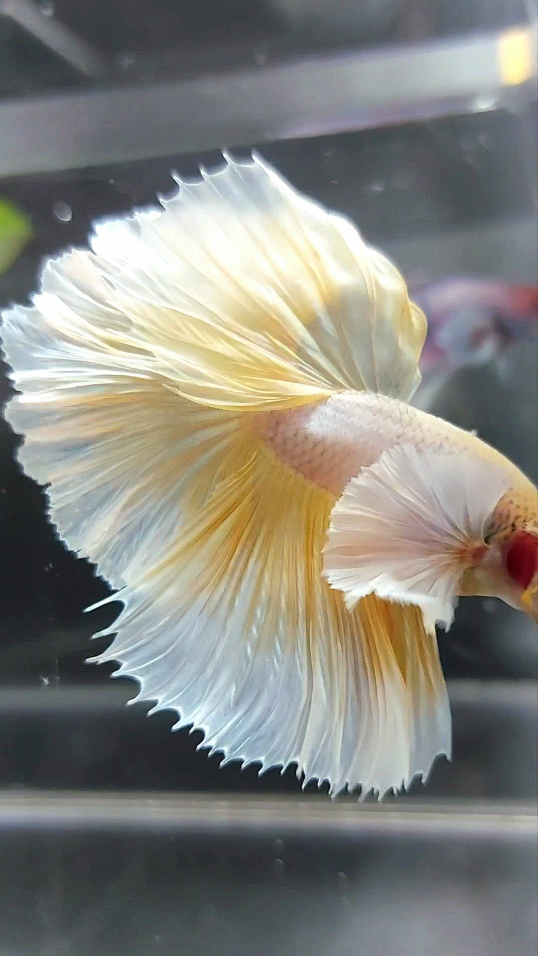 HALFMOON SUPER DUMBO EAR OVERTAIL ROSETAIL YELLOW PINEAPPLE BETTA FISH