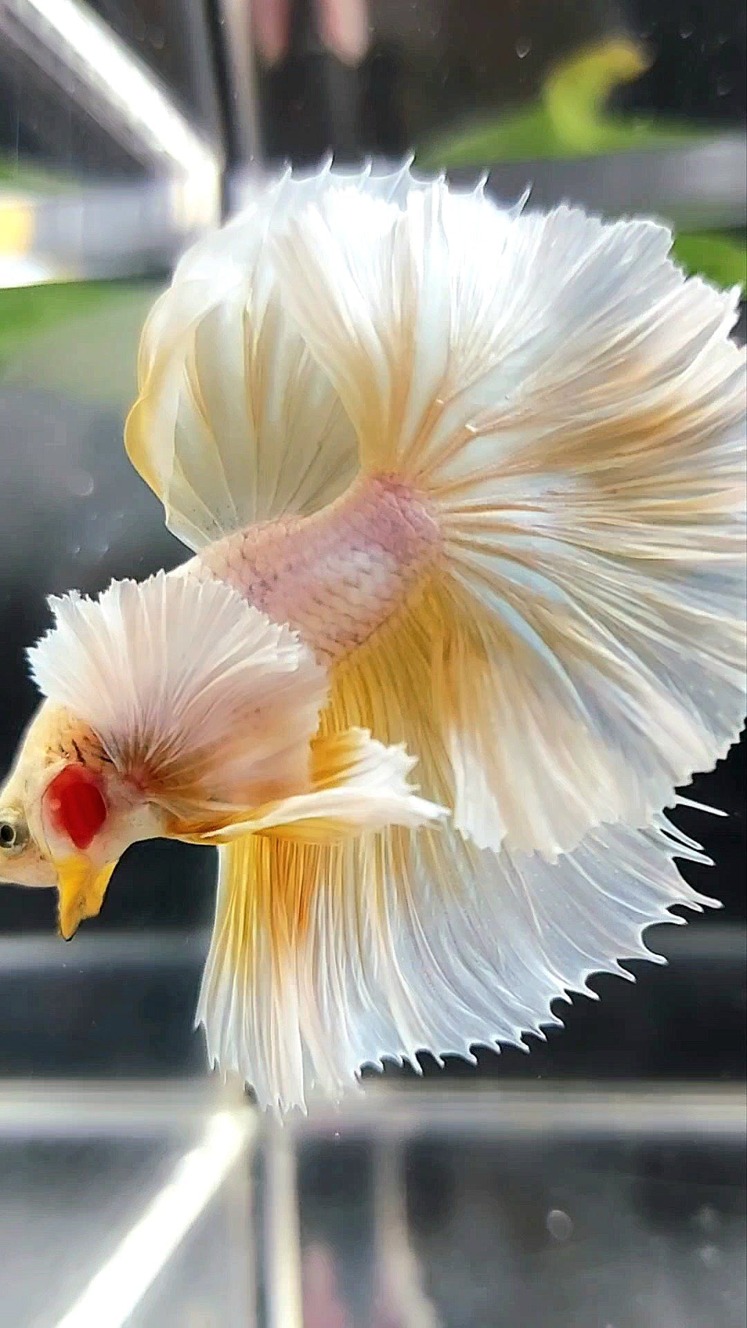 HALFMOON SUPER DUMBO EAR OVERTAIL ROSETAIL YELLOW PINEAPPLE BETTA FISH