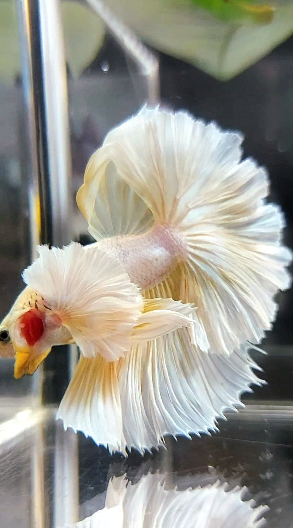 HALFMOON SUPER DUMBO EAR OVERTAIL ROSETAIL YELLOW PINEAPPLE BETTA FISH