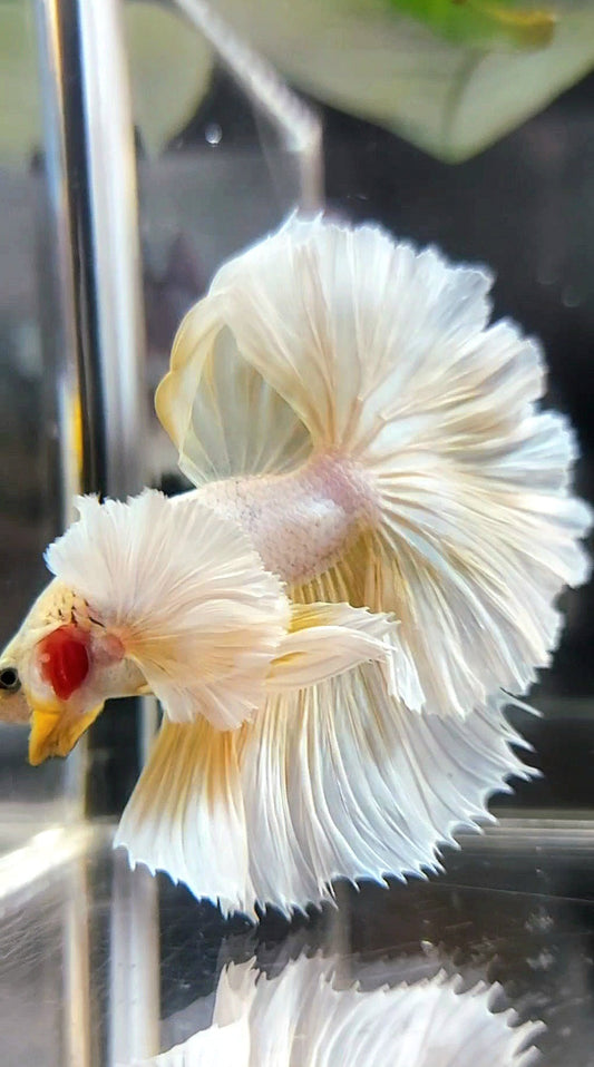 HALFMOON SUPER DUMBO EAR OVERTAIL ROSETAIL YELLOW PINEAPPLE BETTA FISH