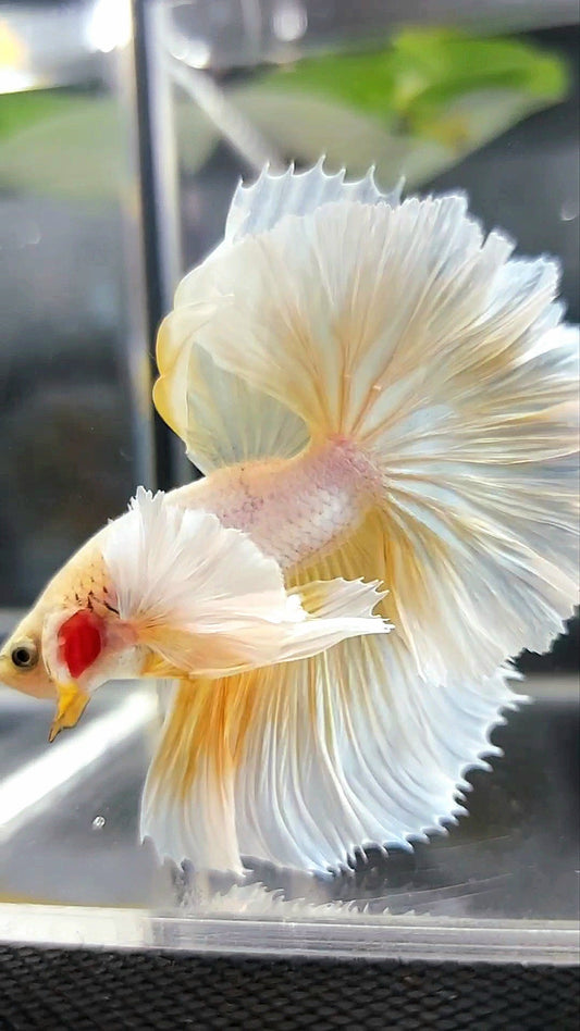 HALFMOON SUPER DUMBO EAR OVERTAIL ROSETAIL YELLOW PINEAPPLE BETTA FISH