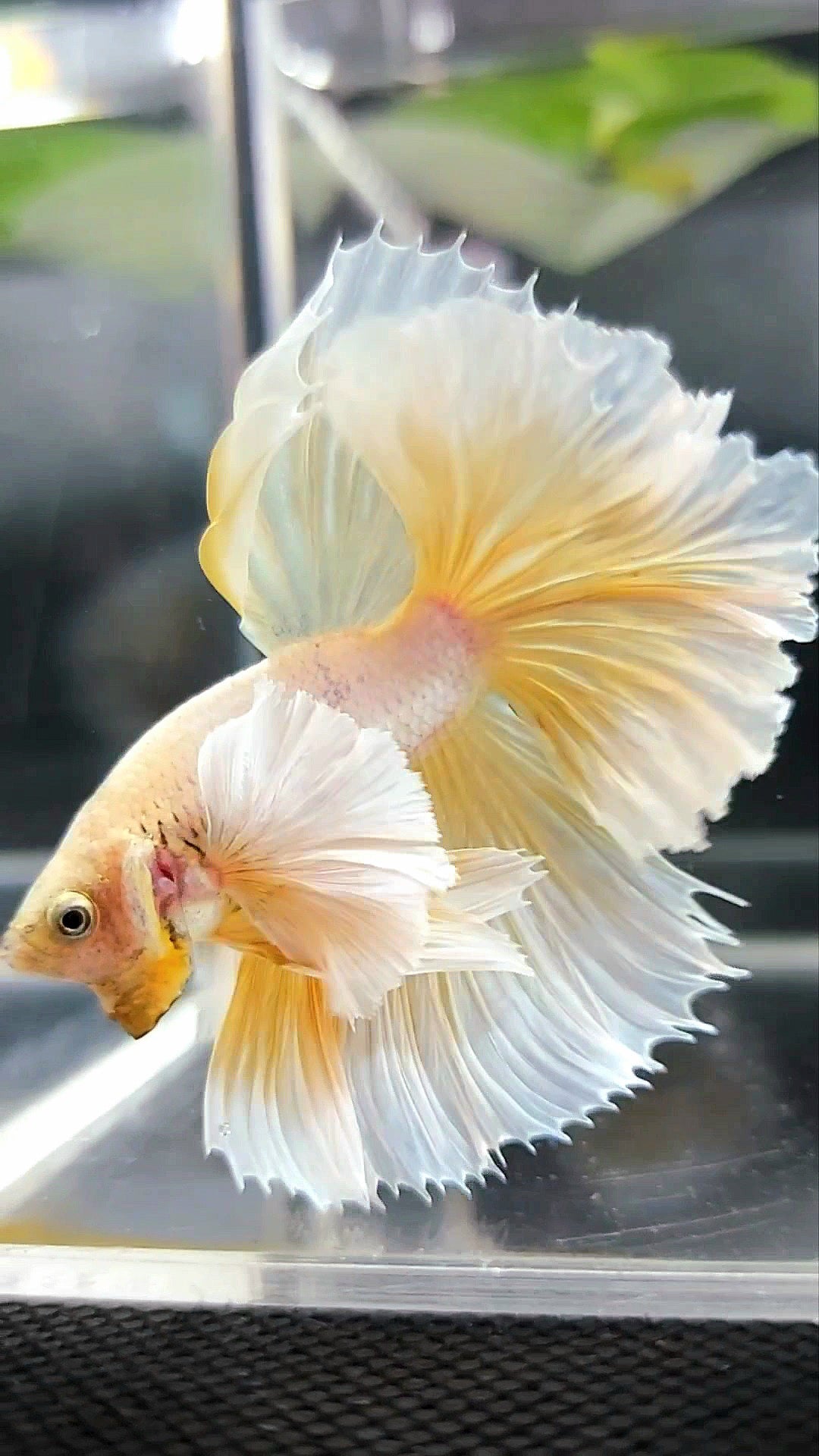 HALFMOON SUPER DUMBO EAR OVERTAIL ROSETAIL YELLOW PINEAPPLE BETTA FISH